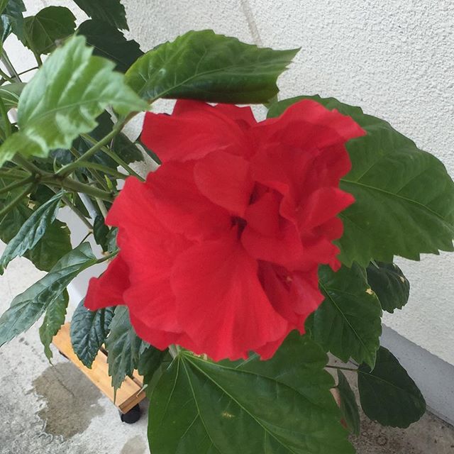 花が咲いた^_^ハイビスカスのはずなんどけど、うーん違う笑