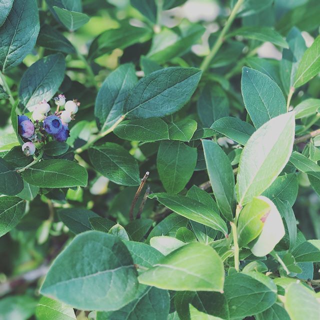 ハミングガーデン。二十日大根、ミニトマト、ニラ、etc…